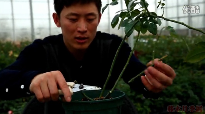 大花月季,丰花月季,微型月季的冬季修剪 大花月季,丰花月季,微型月季的冬季修剪