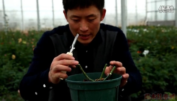 大花月季,丰花月季,微型月季的冬季修剪 大花月季,丰花月季,微型月季的冬季修剪