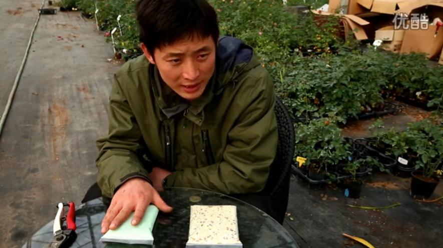 月季常用肥料介绍 月季常用肥料介绍