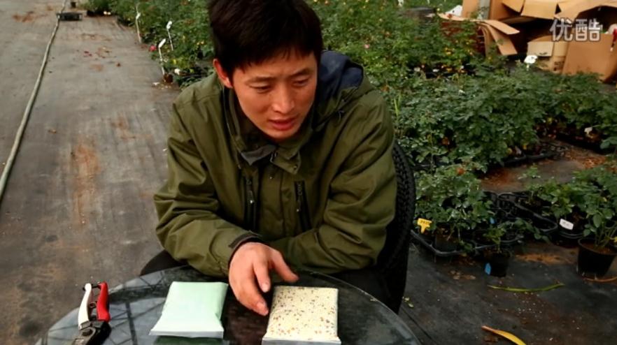 月季常用肥料介绍 月季常用肥料介绍