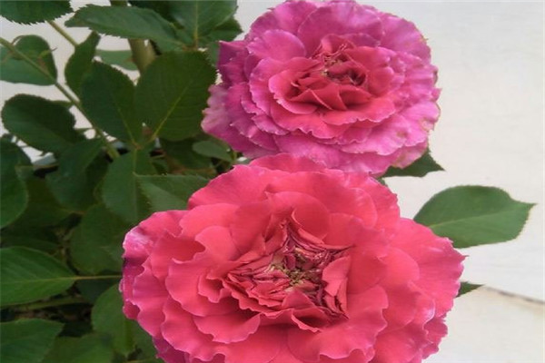草药 草药(ラムカン)