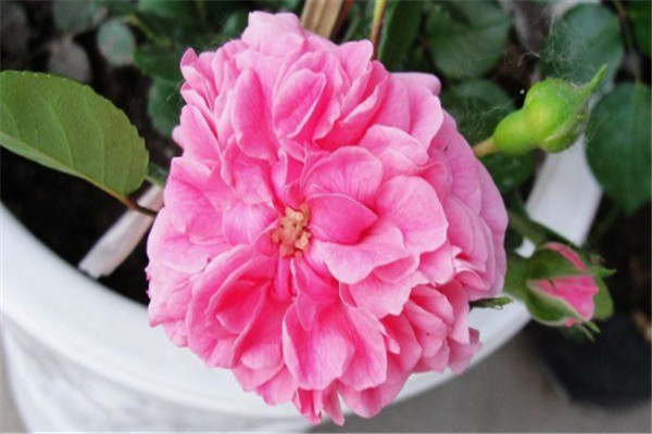 粉天鹅(Pink Swany) 粉天鹅(Pink Swany)