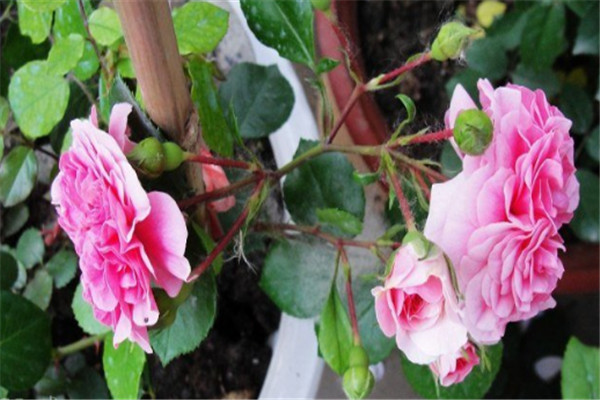 粉天鹅(Pink Swany) 粉天鹅(Pink Swany)