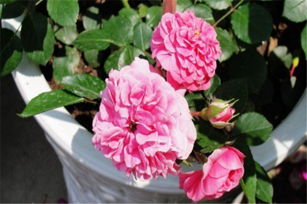 粉天鹅(Pink Swany) 粉天鹅(Pink Swany)