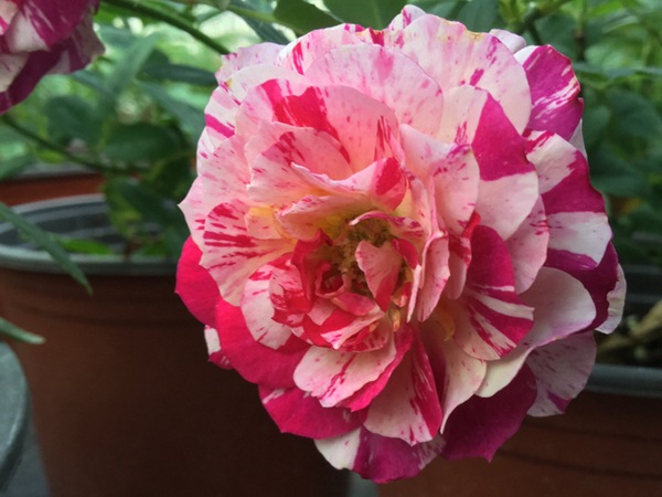 苹果挞 苹果挞