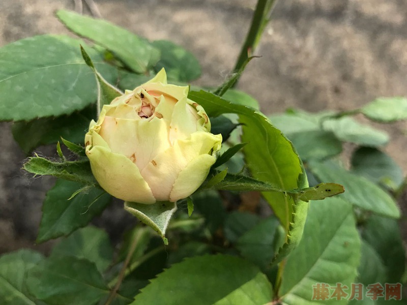 火龙果月季 火龙果月季