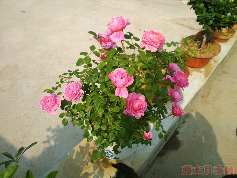 铃之妖精 铃之妖精