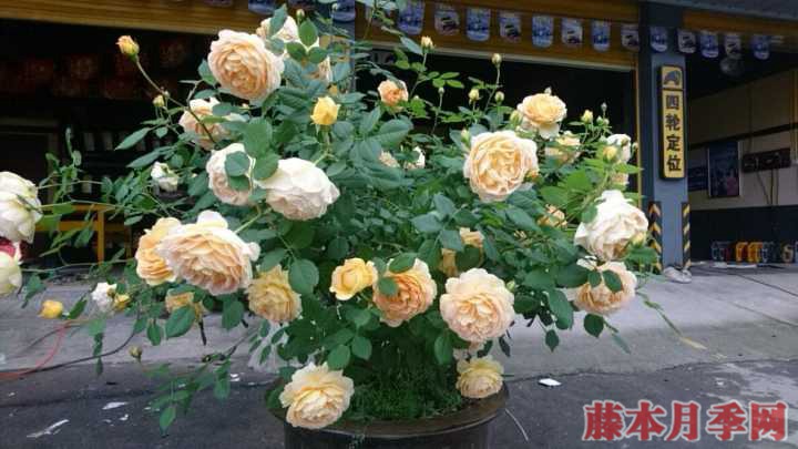 地被月季有哪些品种,有什么特点 地被月季有哪些品种,有什么特点