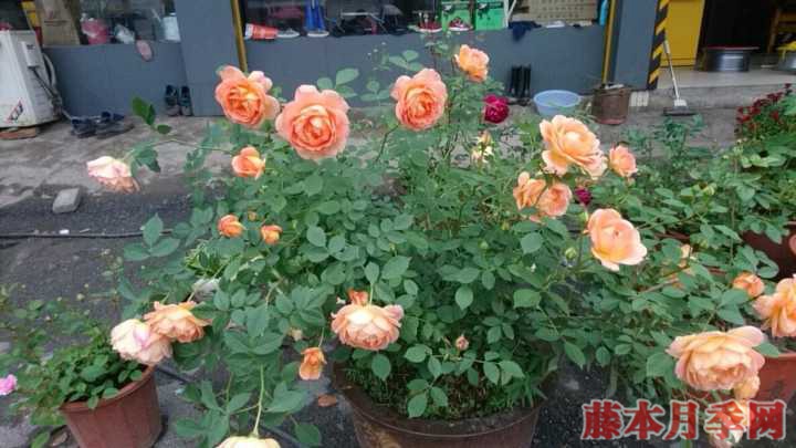 地被月季有哪些品种,有什么特点 地被月季有哪些品种,有什么特点