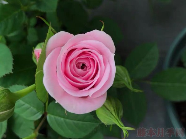 火烈鸟宝石 火烈鸟宝石Flamingo Jewel