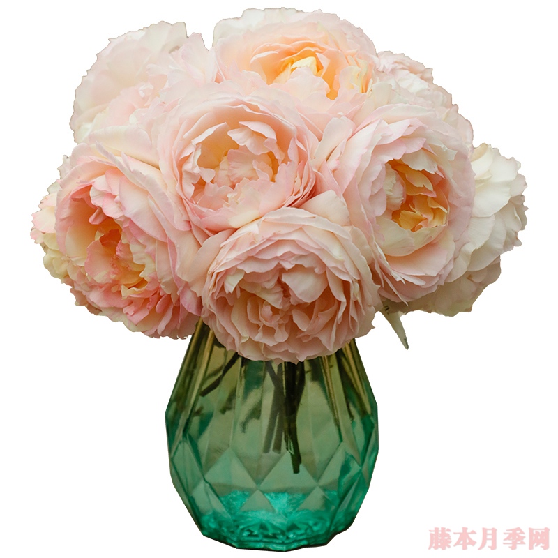回春月季 回春月季