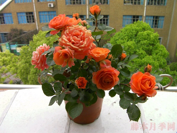 橙色宝石Orange Jewel 橙色宝石Orange Jewel
