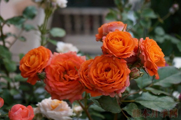橙色宝石Orange Jewel 橙色宝石Orange Jewel
