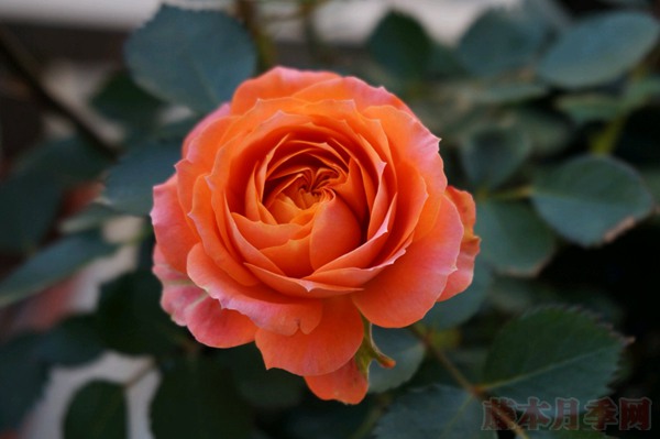 橙色宝石Orange Jewel 橙色宝石Orange Jewel