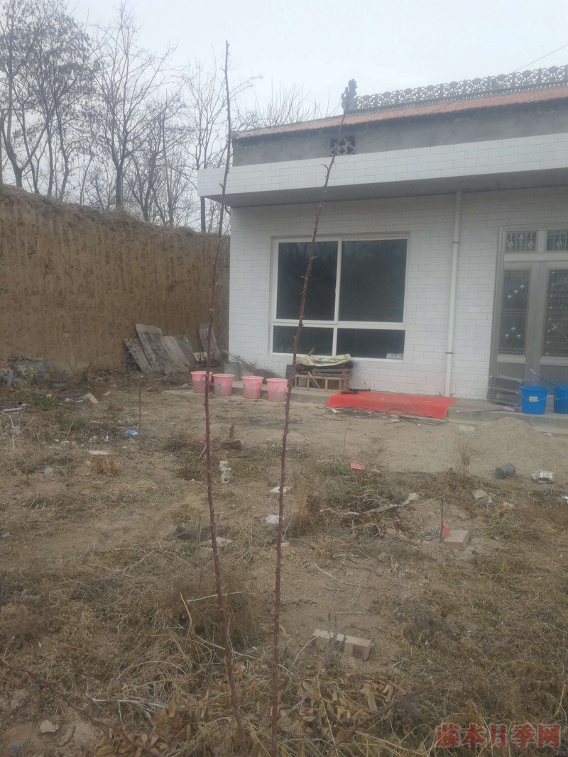 藤本月季冬剪及解除休眠前操作(地栽篇) 藤本月季冬剪及解除休眠前操作(地栽篇)