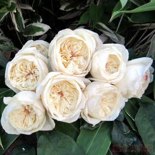 白玉月季 白玉Shiratama