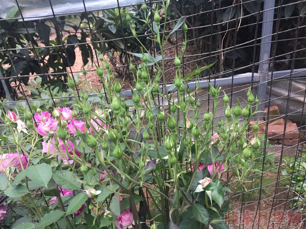 月季不开花光长枝,是怎么回事? 月季不开花光长枝,是怎么回事?