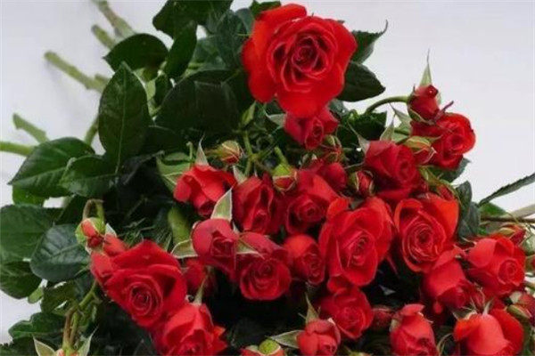 霓虹泡泡 霓虹泡泡
