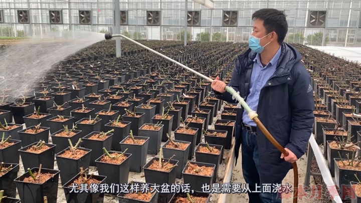1581392423171436.jpg 初春如何给月季浇水,初季月季浇水攻略