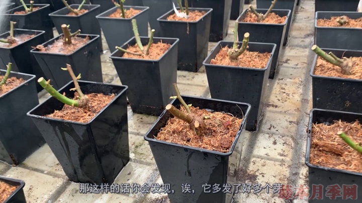 1581392432499799.jpg 初春如何给月季浇水,初季月季浇水攻略