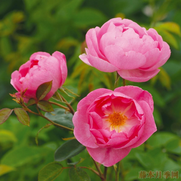 1581498397709187.jpg 云雀Skylark