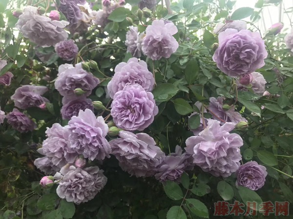 月季僵苗的原因有哪些? 月季僵苗的原因有哪些?