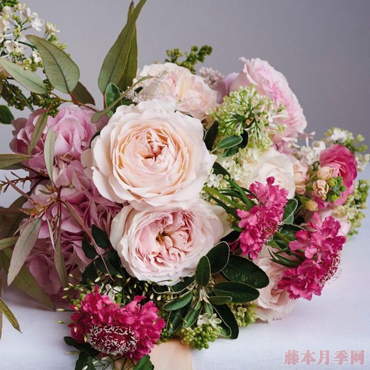 凯拉月季 凯拉keira