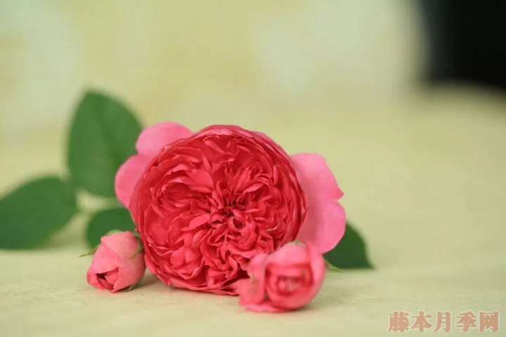 蔻丹月季 蔻丹月季