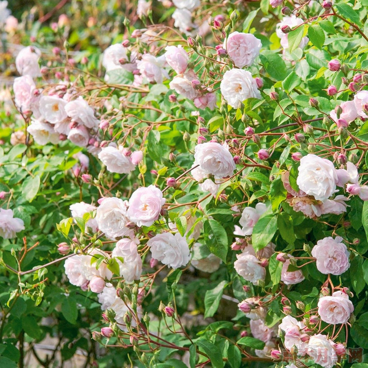 粉红怒塞特 Blush Noisette 粉红怒塞特 Blush Noisette