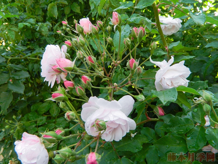 粉红怒塞特 Blush Noisette 粉红怒塞特 Blush Noisette