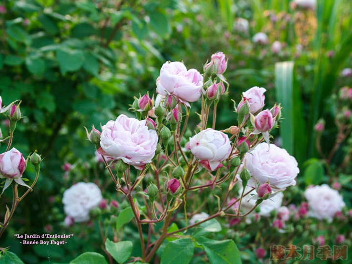 粉红怒塞特 Blush Noisette 粉红怒塞特 Blush Noisette