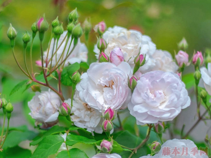 粉红怒塞特 Blush Noisette 粉红怒塞特 Blush Noisette