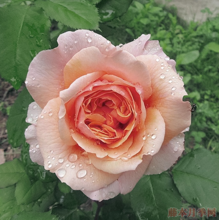 维尔西尼 维尔西尼 Versigny