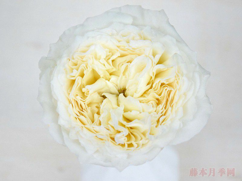 围观!欧洲婚庆切花月季销量TOP10 围观!欧洲婚庆切花月季销量TOP10
