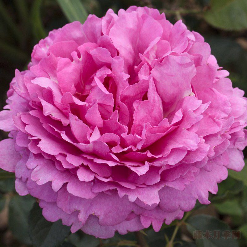 Yves Piaget 伊芙伯爵 Yves Piaget 伊芙伯爵