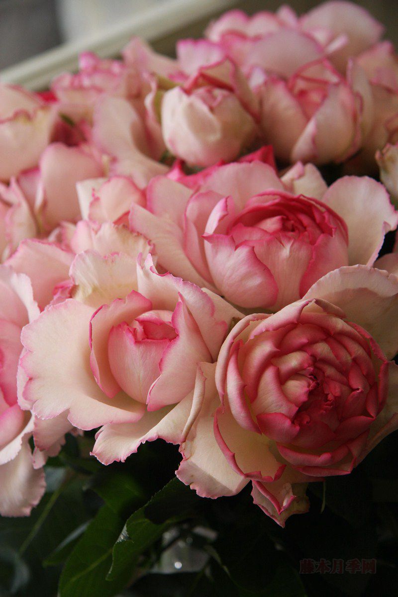 Pink Yves Piaget 粉红伊芙伯爵 Pink Yves Piaget 粉红伊芙伯爵