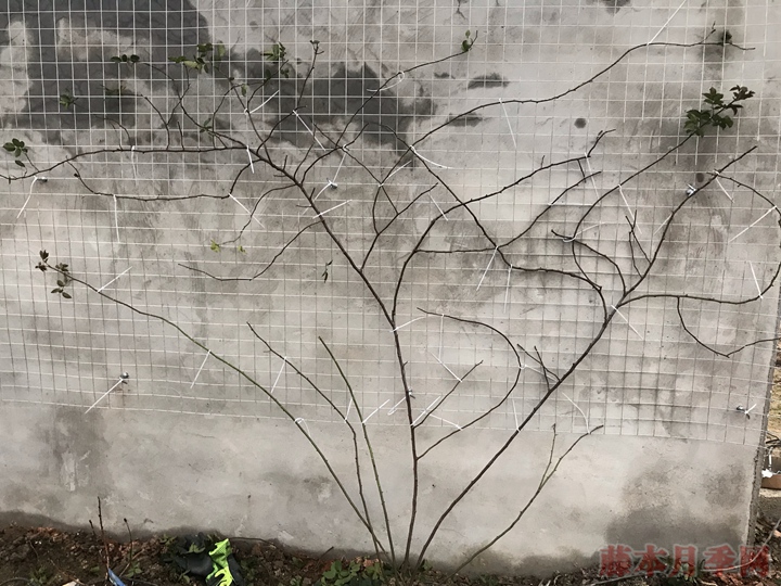 如何打造藤本月季花墙 如何打造藤本月季花墙