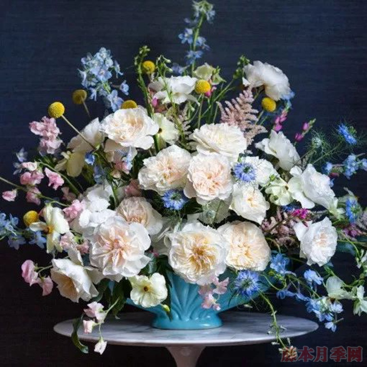 title= 诗情与花意|奥斯汀经典月季盘点