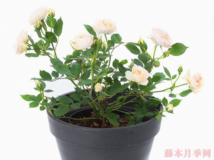 粉彩/帕斯泰拉 粉彩/帕斯泰拉