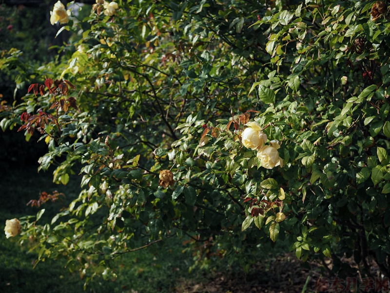 1582163178493942.jpg 10.jpg