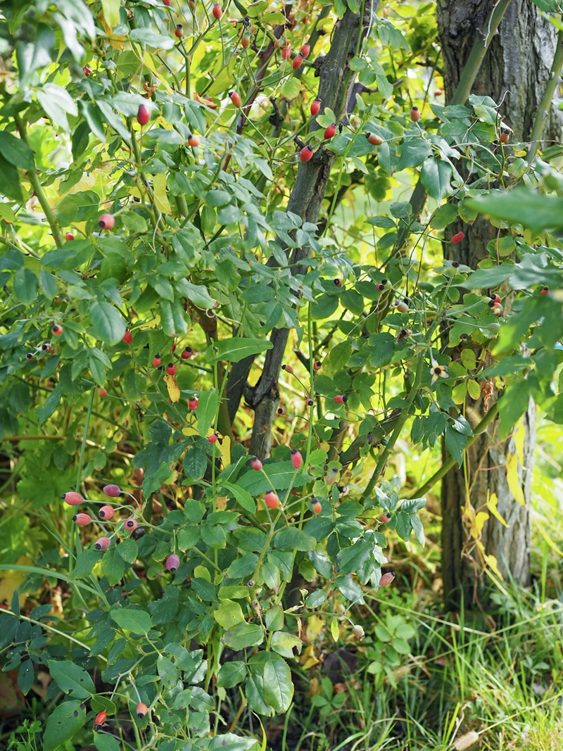 1582163259299452.jpg 20.jpg