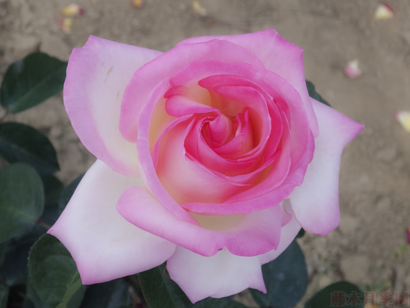 1582166677787906.jpg 19.jpg
