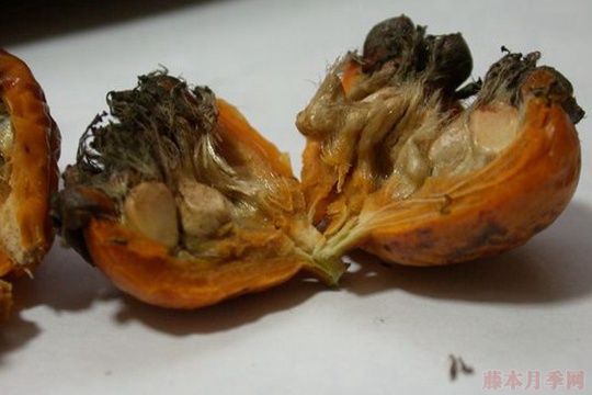 月季播种繁殖操作步骤,以及播种繁殖的特点 月季播种繁殖操作步骤,以及播种繁殖的特点