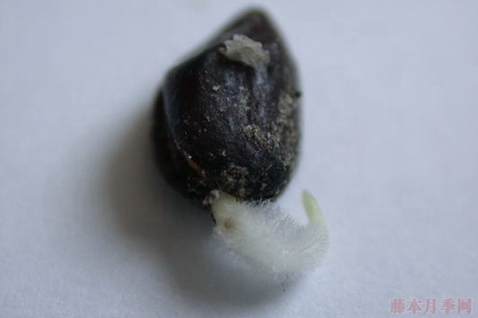月季播种繁殖操作步骤,以及播种繁殖的特点 月季播种繁殖操作步骤,以及播种繁殖的特点