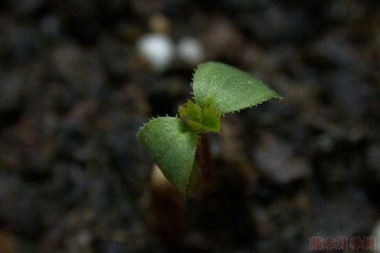 月季播种繁殖操作步骤,以及播种繁殖的特点 月季播种繁殖操作步骤,以及播种繁殖的特点