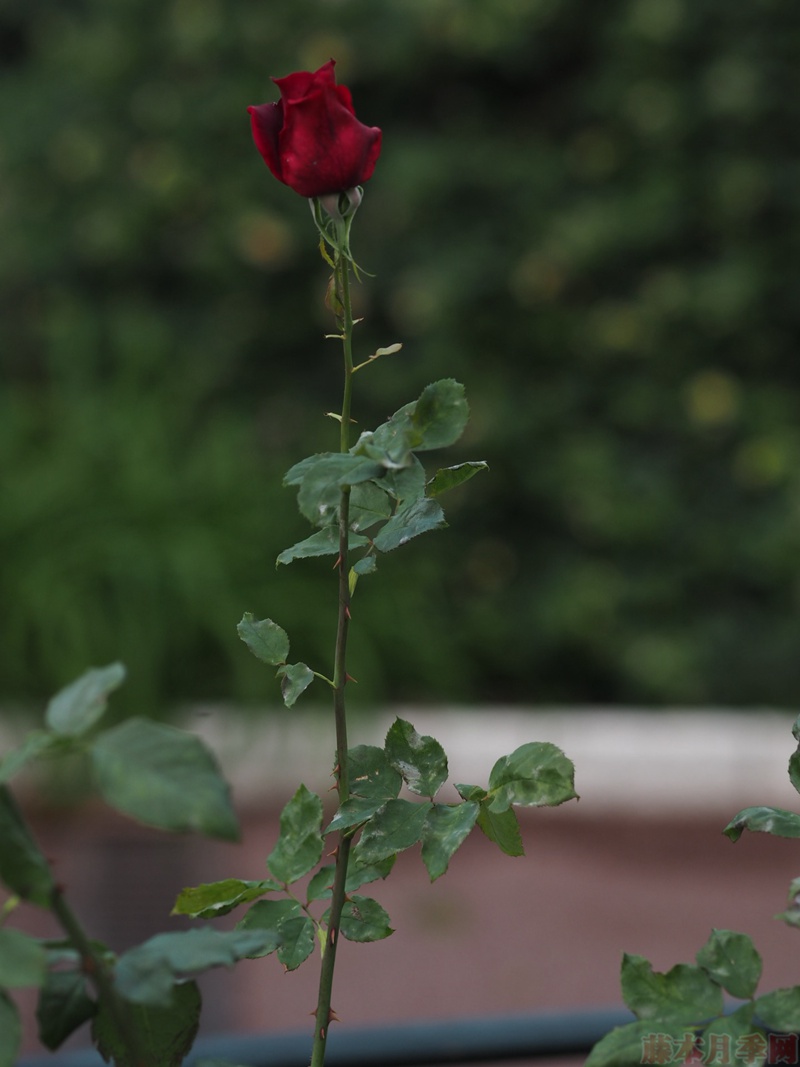 1582530206169814.jpg 27.jpg
