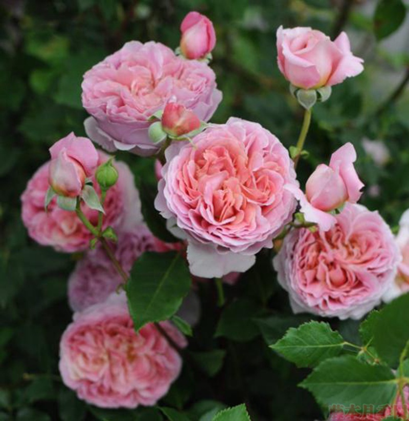 1582553695443937.jpg 5.jpg