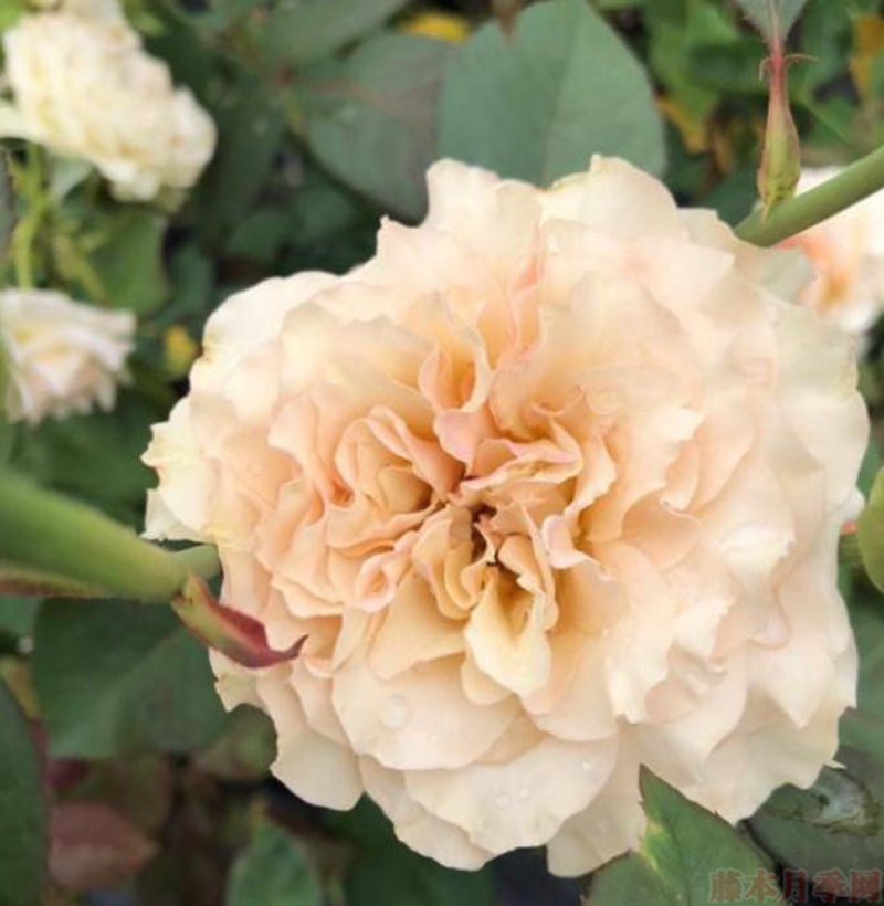 1582554353413516.jpg 39.jpg