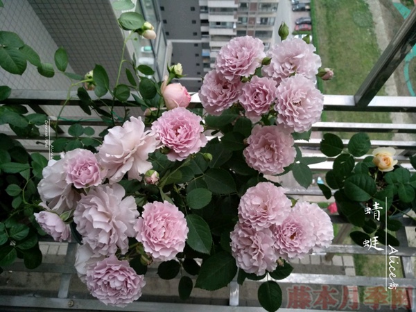 1582936626390317.jpg 使用一次性兼杯扦插月季过程分享