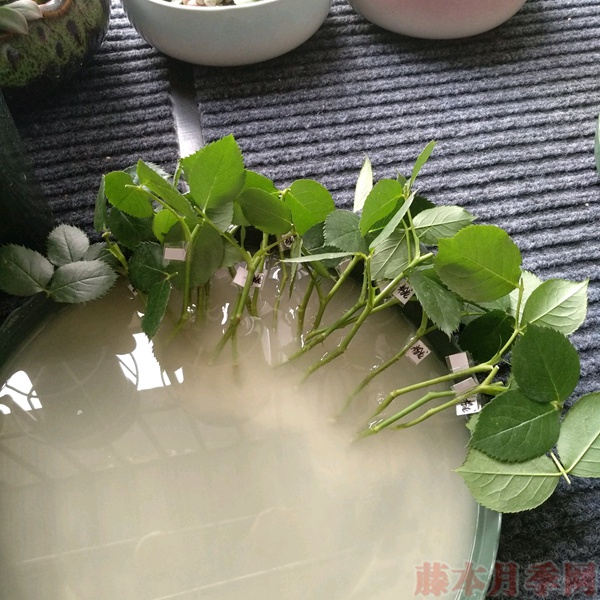 1582936662466028.jpg 使用一次性兼杯扦插月季过程分享